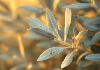 Feuilles d&rsquo;olivier grignotées : faut-il s&rsquo;inquiéter ?